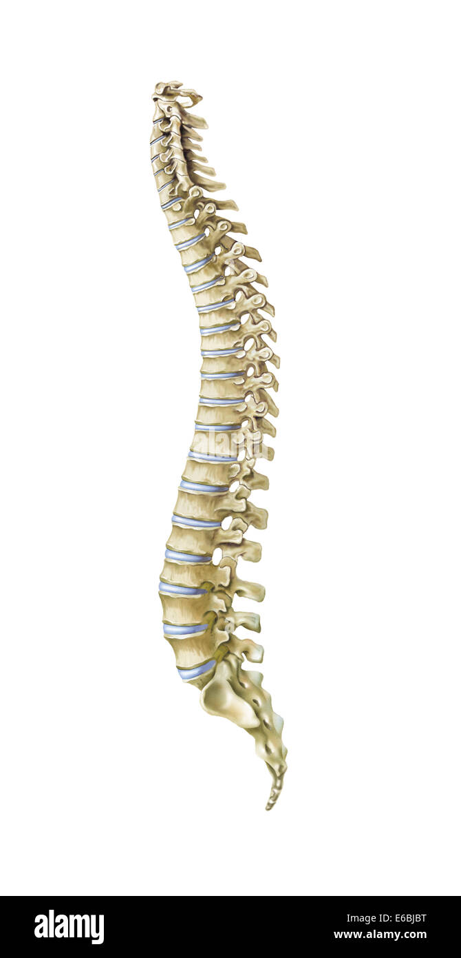 Human spine, side view Stock Photo, Royalty Free Image: 72785324 - Alamy