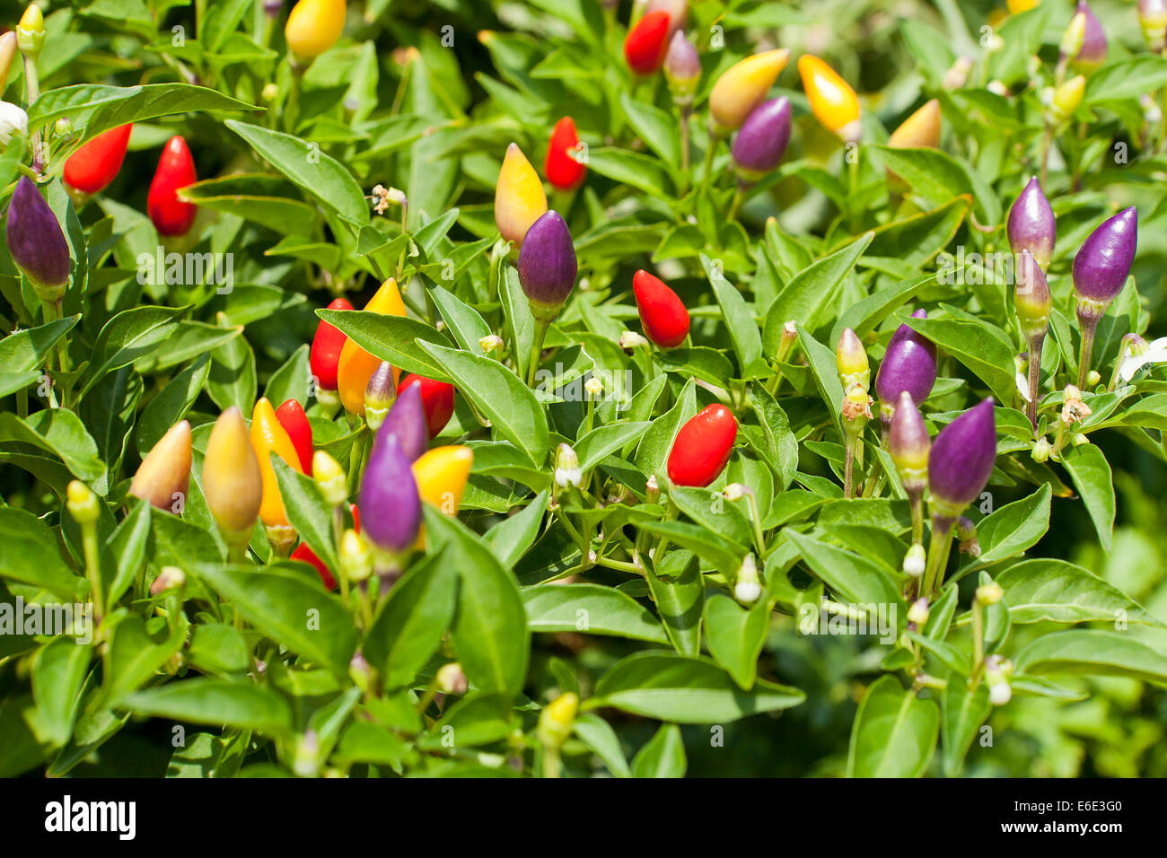 Ornamental pepper (Capsicum Annuum Prairie Fire) plant USA Stock