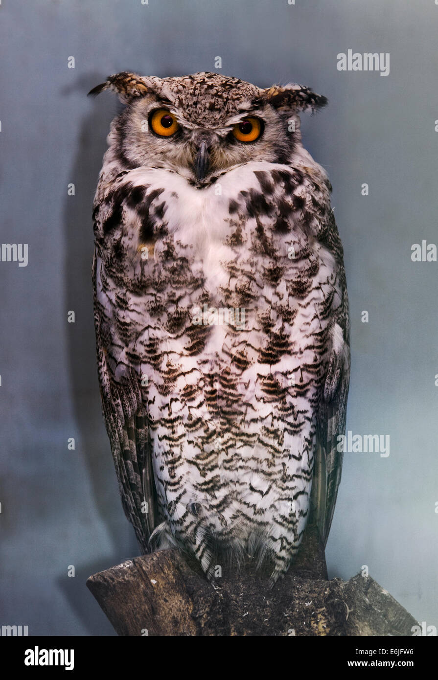 Great Horned Owl Bubo Virginianus Stock Photo Alamy