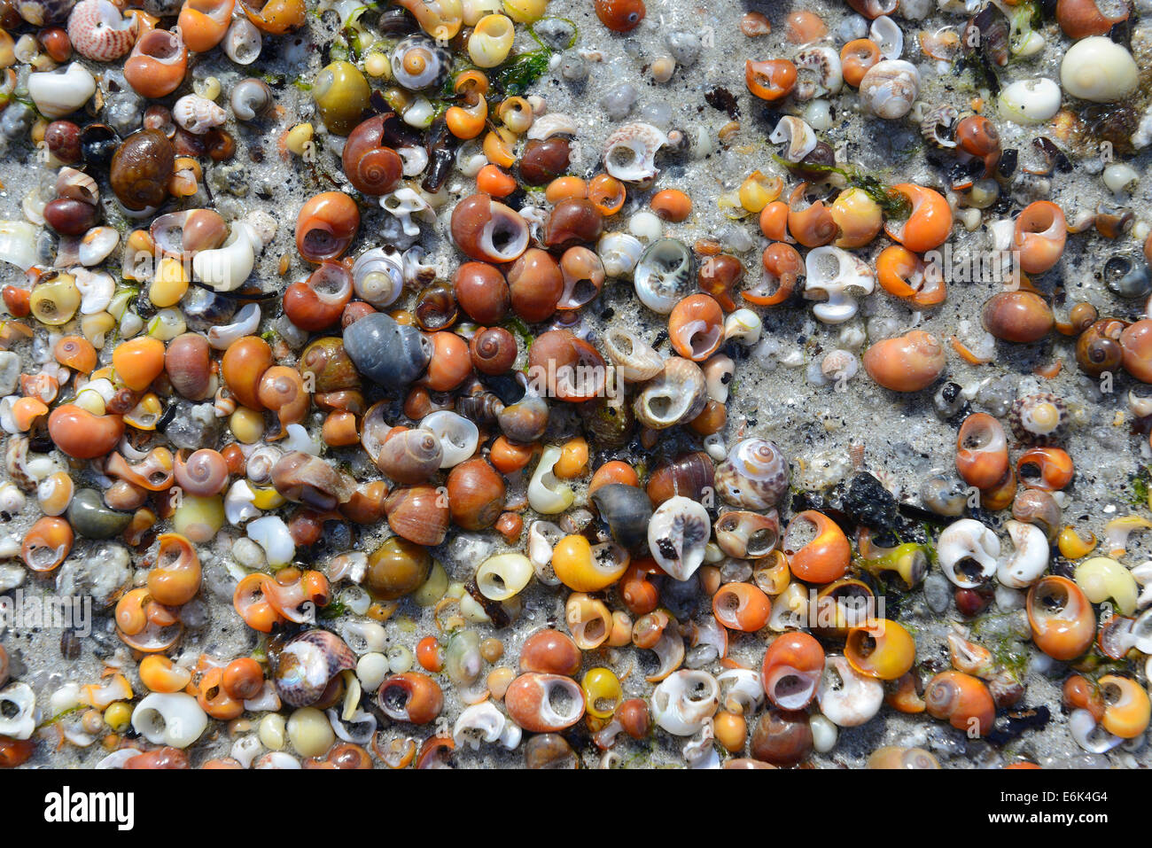 Shells of water snails on the beach, Département Finistère, Brittany