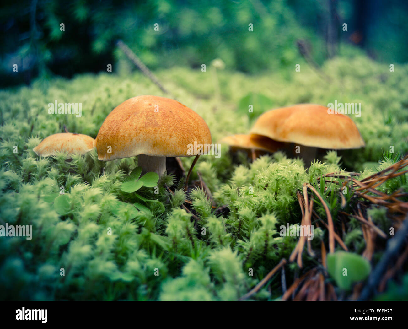 Mushrooms And Moss Stock Photo Alamy