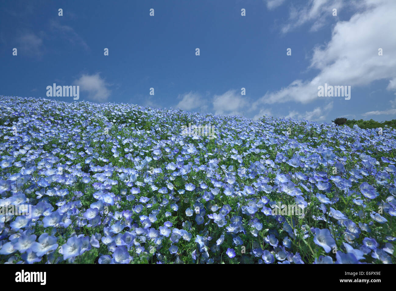 Ibaraki Prefecture, Japan Stock Photo, Royalty Free Image 73033002 Alamy