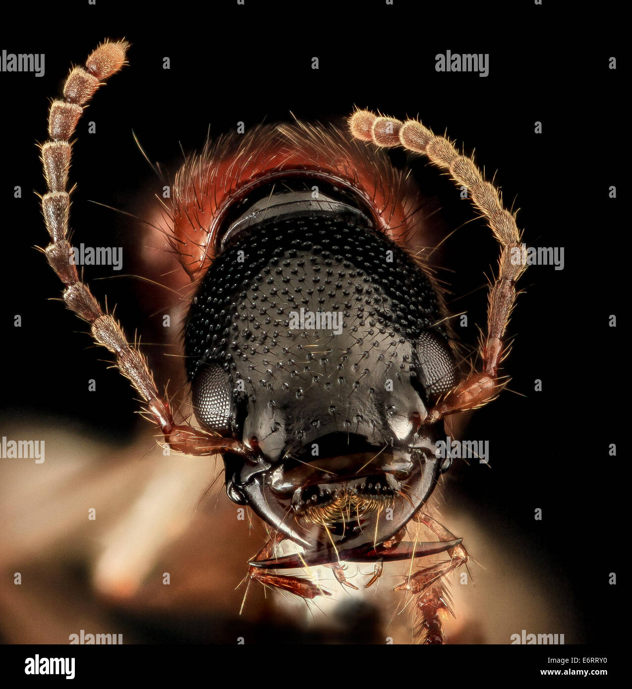 rove-beetle-u-face-upper-marlboro-md2013-08-21-163444-zs-pmax9639346589o-E6RRY0.jpg