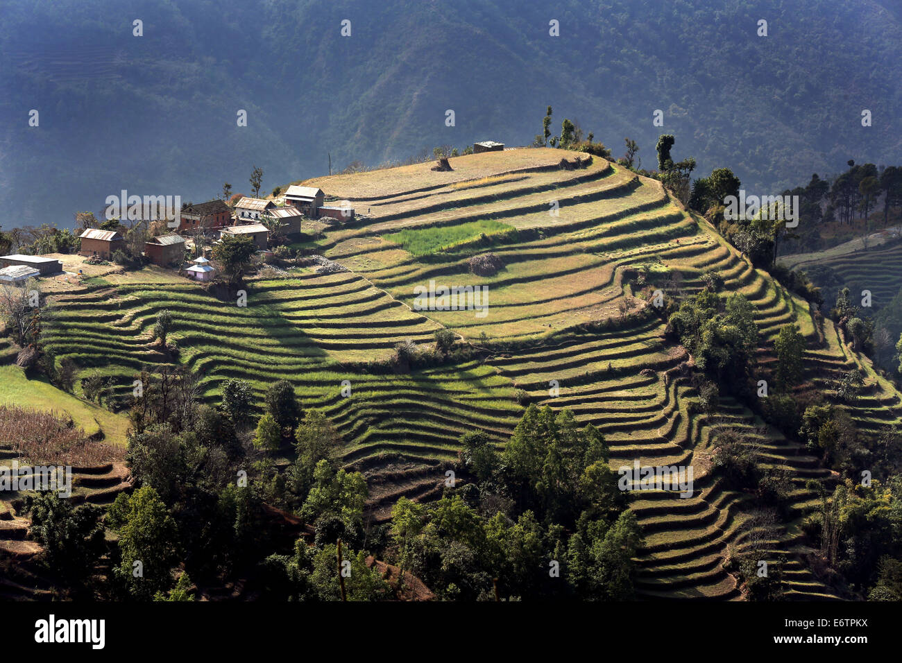 Terraced Rice Paddies Near Kathmandu Nepal Asia Stock