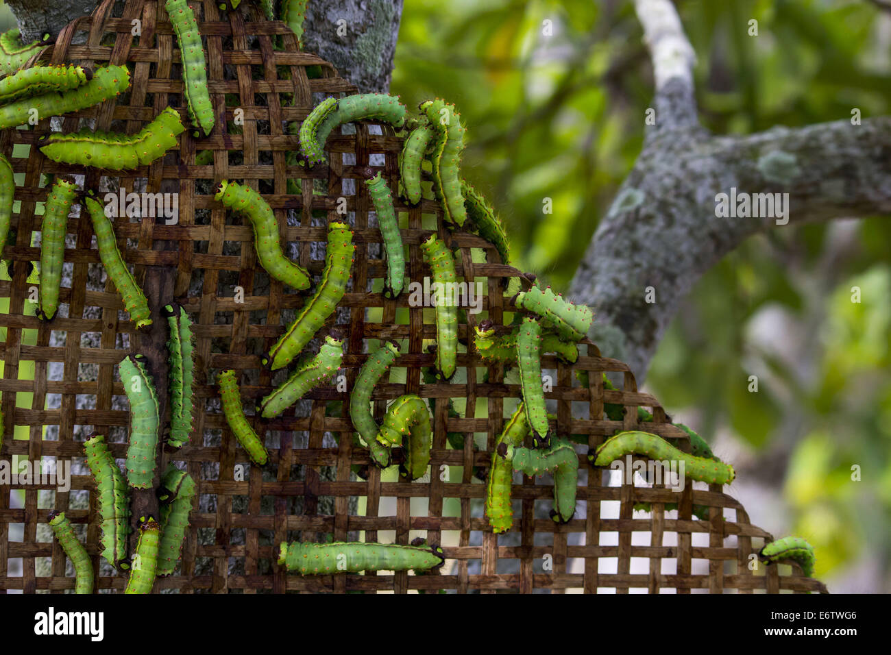 Muga Silkworms released on a Som tree (Machilus Bombycina) in the Stock