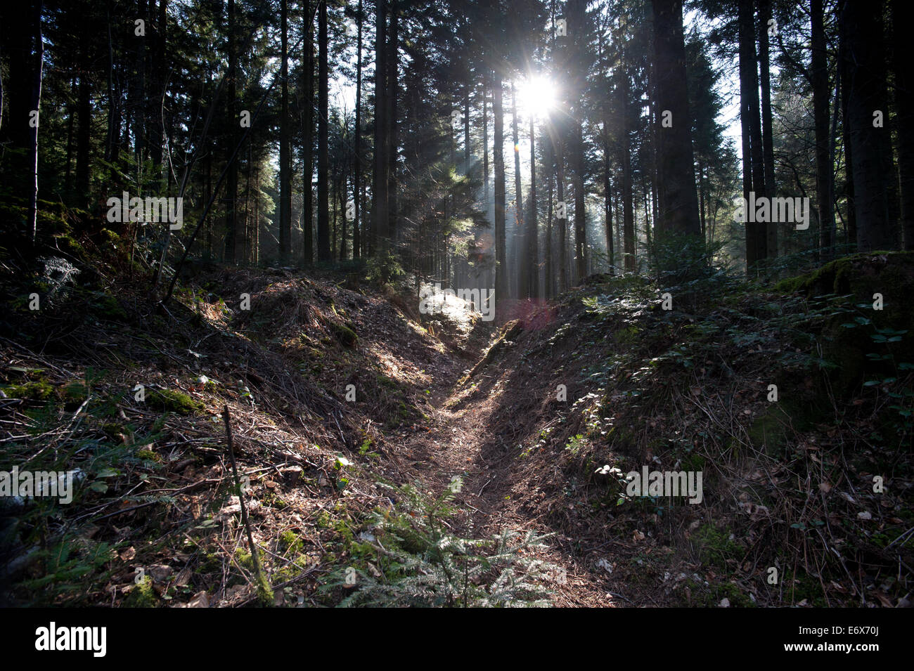 Argonne Forest WW1 Hill 285 MeuseArgonne Battlefield site, France
