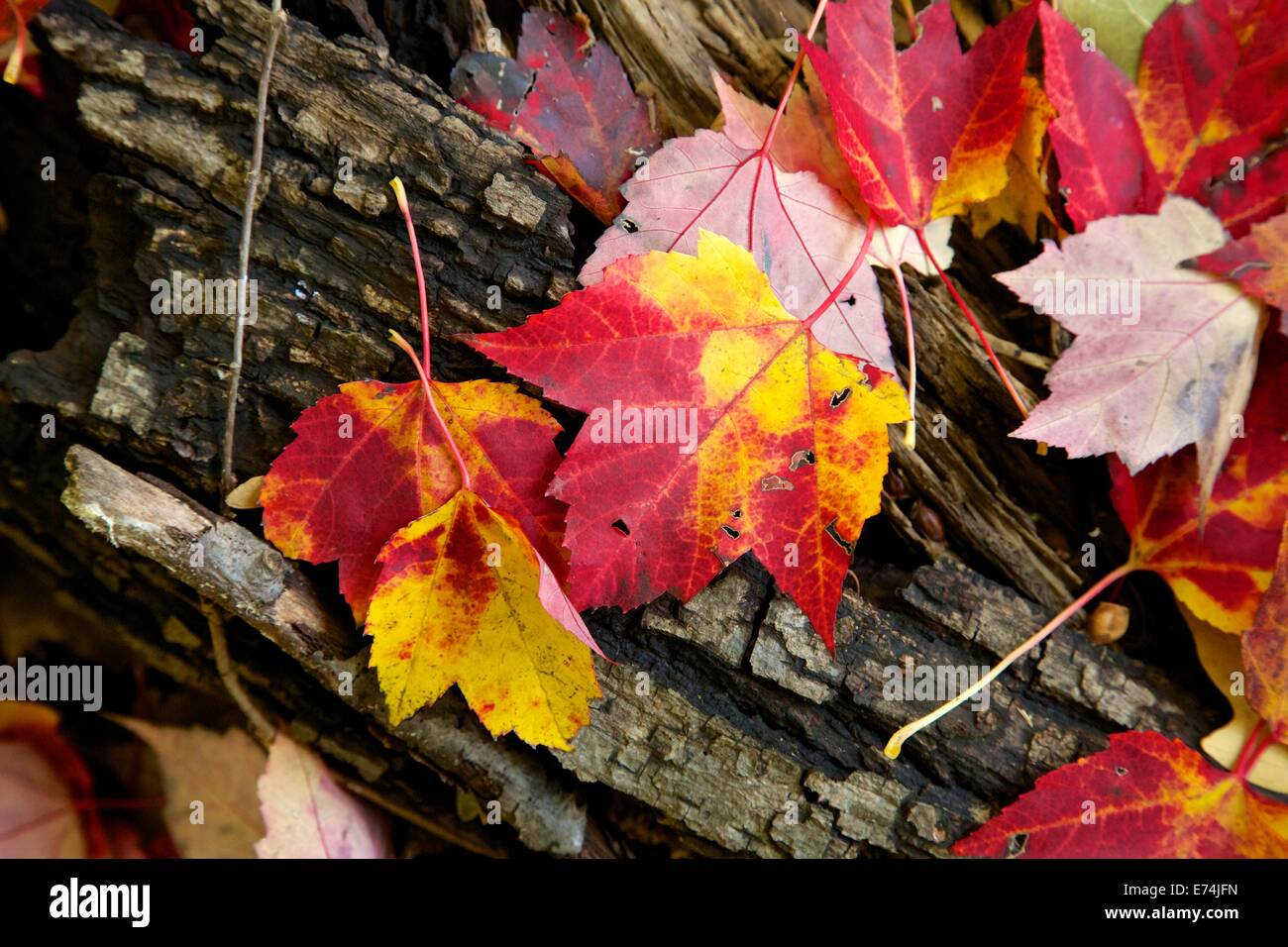 Colorful-autumn-maple-leaves-on-log-E74J