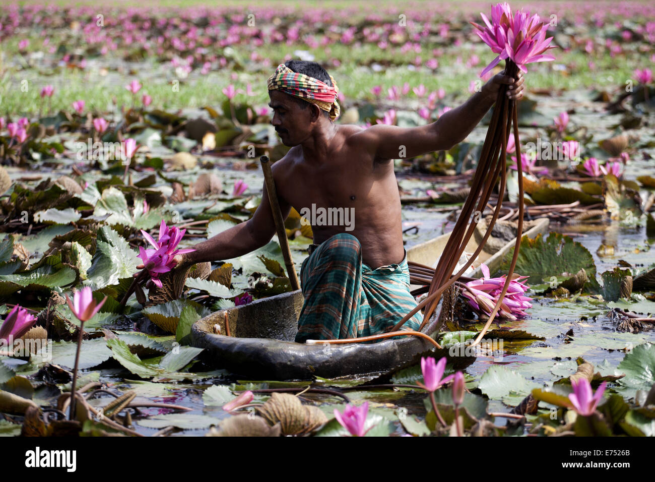 Dhaka, Bangladesh. 7th Sep, 2013. water lily, the national flower of