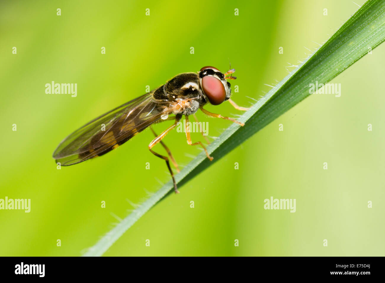 female-of-the-small-uk-hoverfly-melanost