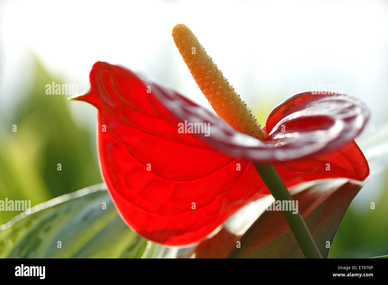 Flamingo Lily Stock Photo, Royalty Free Image: 73347142 - Alamy