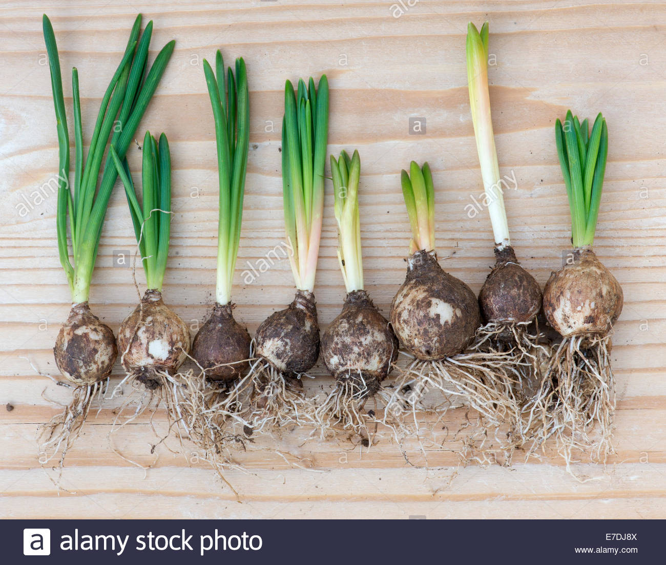 Hyacinthoides non scripta. Sprouting Bluebell bulbs on wood Stock Photo