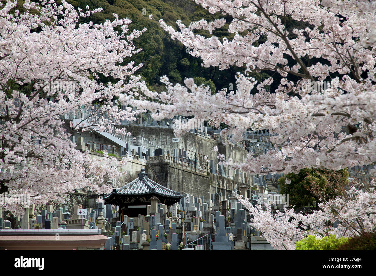 Tombs, cemetery, graveyard during cherry blossom season Stock Photo