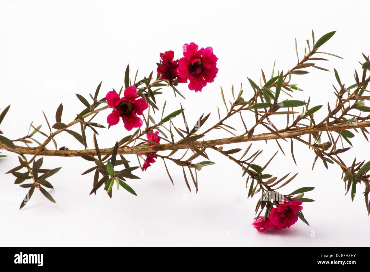 Manuka bush (Leptospermum scoparium) flowers Stock Photo, Royalty Free ...