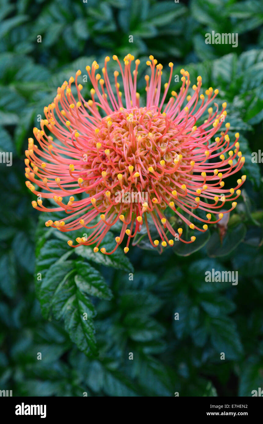 Native Australian Grevillea plant blooms in home garden Stock Photo