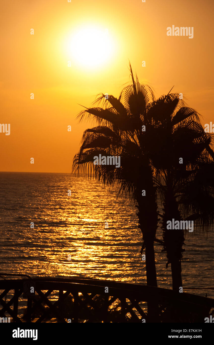 Sunset Beach Evening Sea Palm Trees Stock Photo Alamy