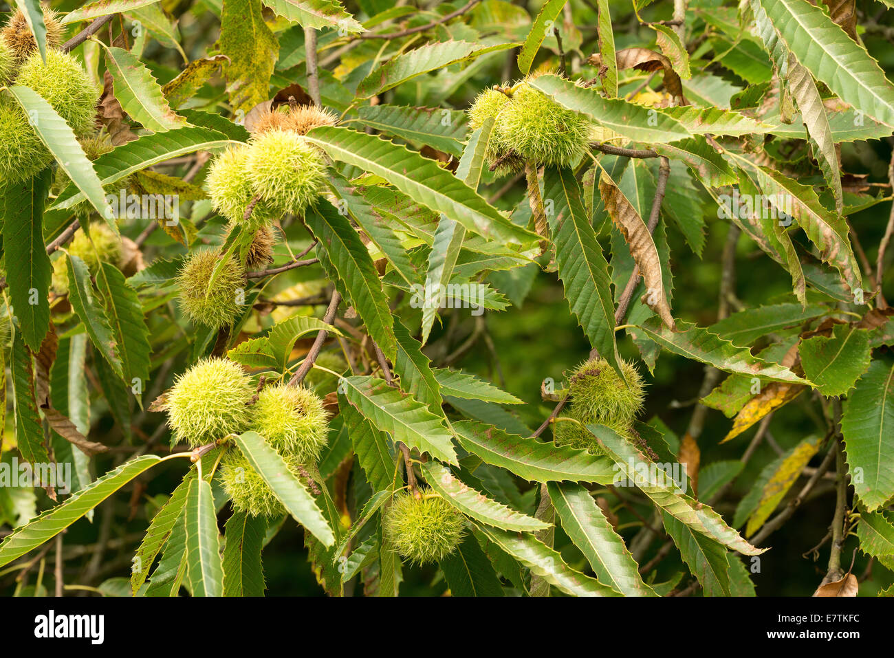 Ripe seeds fruit of Sweet chestnut tree on leaf covered branch Stock