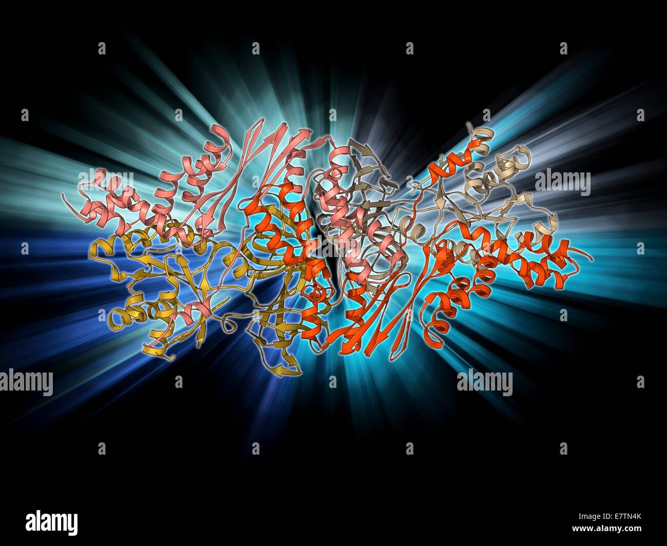 Elongation factors Tu and Ts, molecular model. These enzymes are Stock