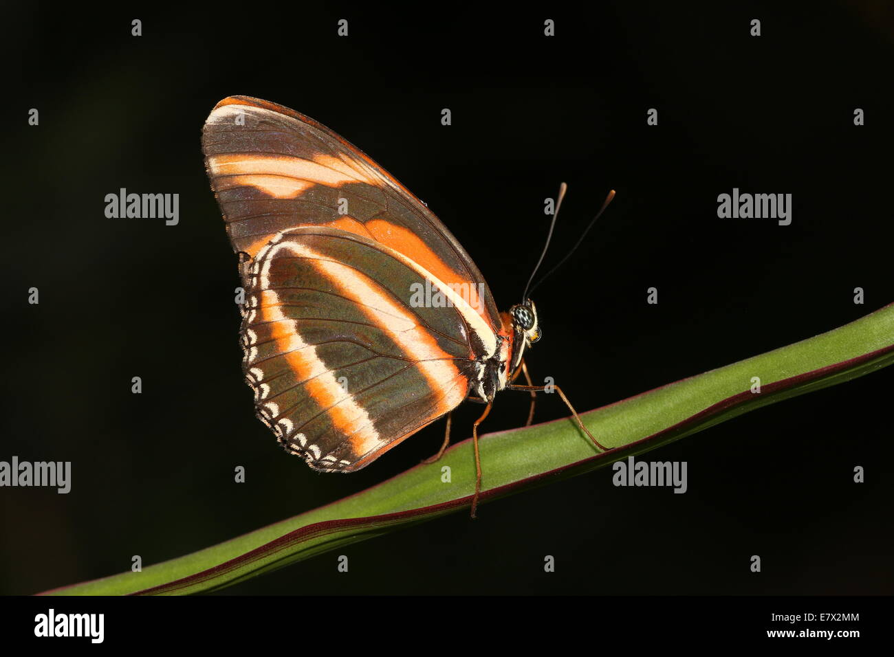 Banded Orange Heliconian Dryadula Phaetusa On A Blade Of Grass A K A