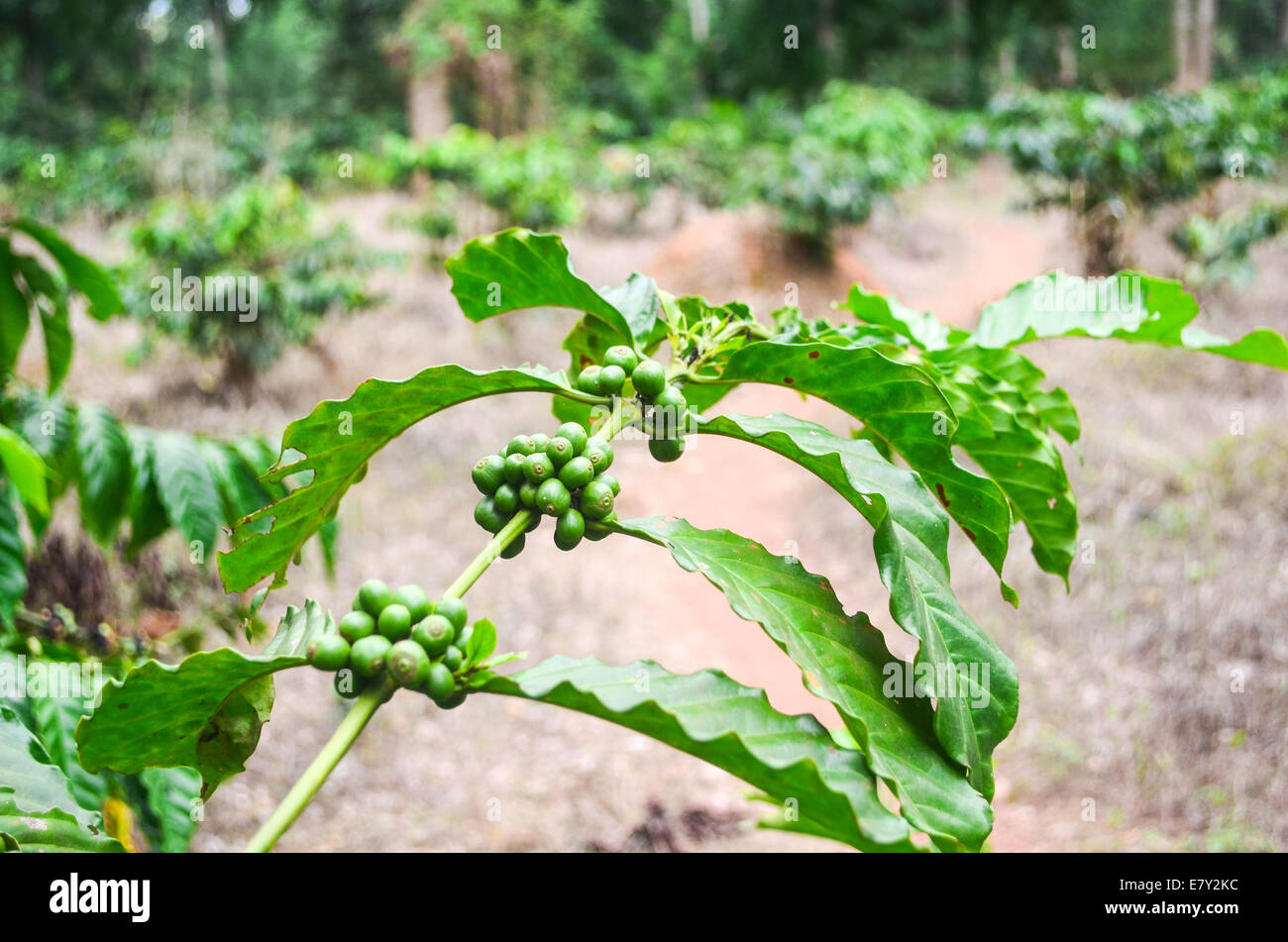 Green coffee beans in a plantation in Ghana, Africa, near the Ivorian