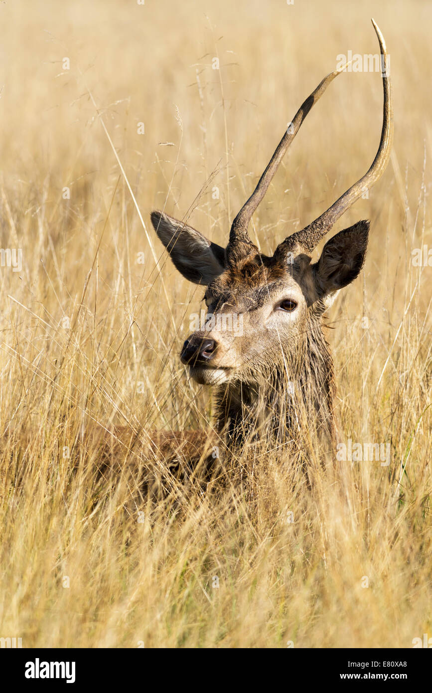 young-red-deer-cervus-elaphus-showing-it