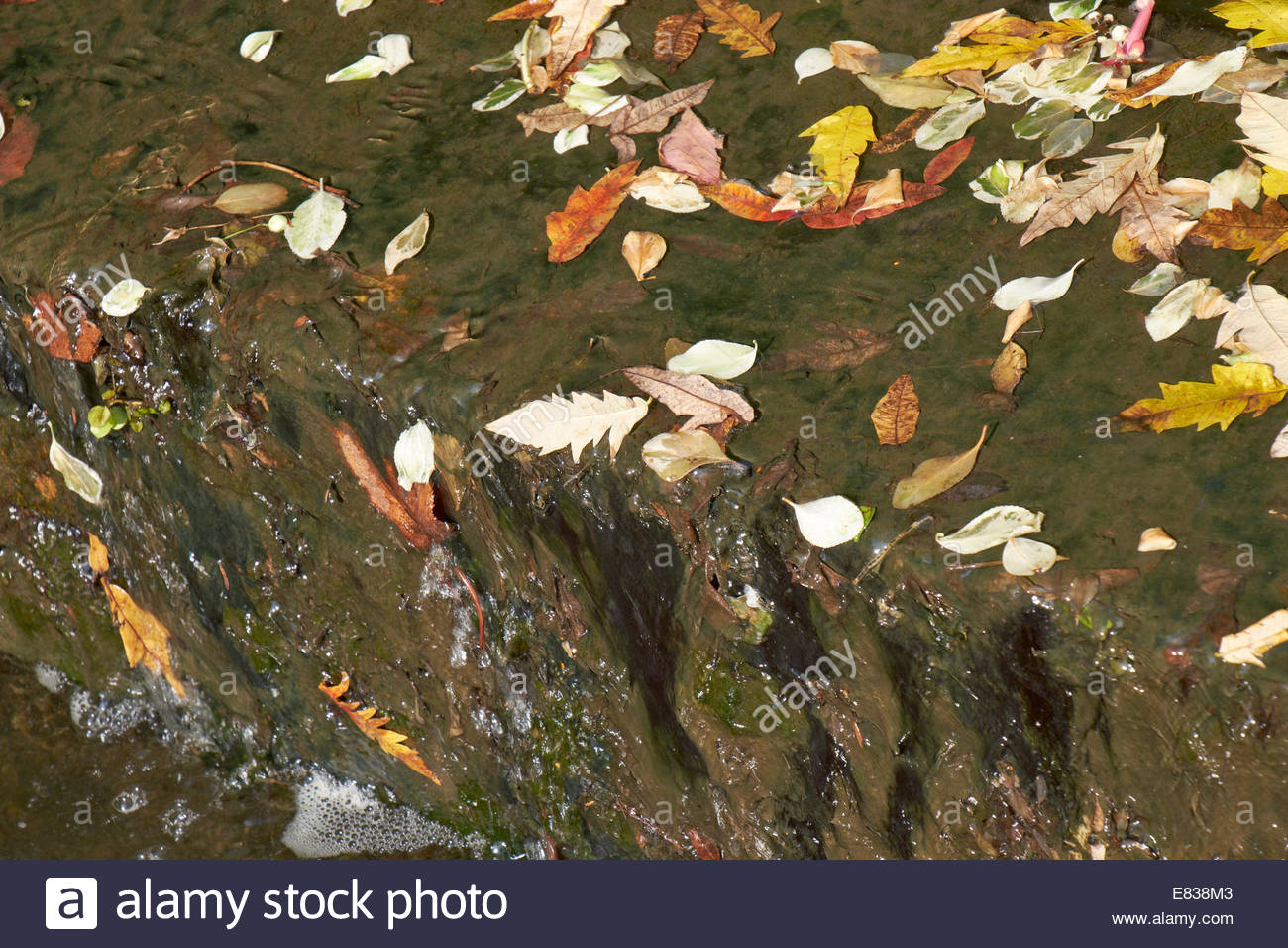 Autumns-leaves-in-flowing-water-at-Sabri