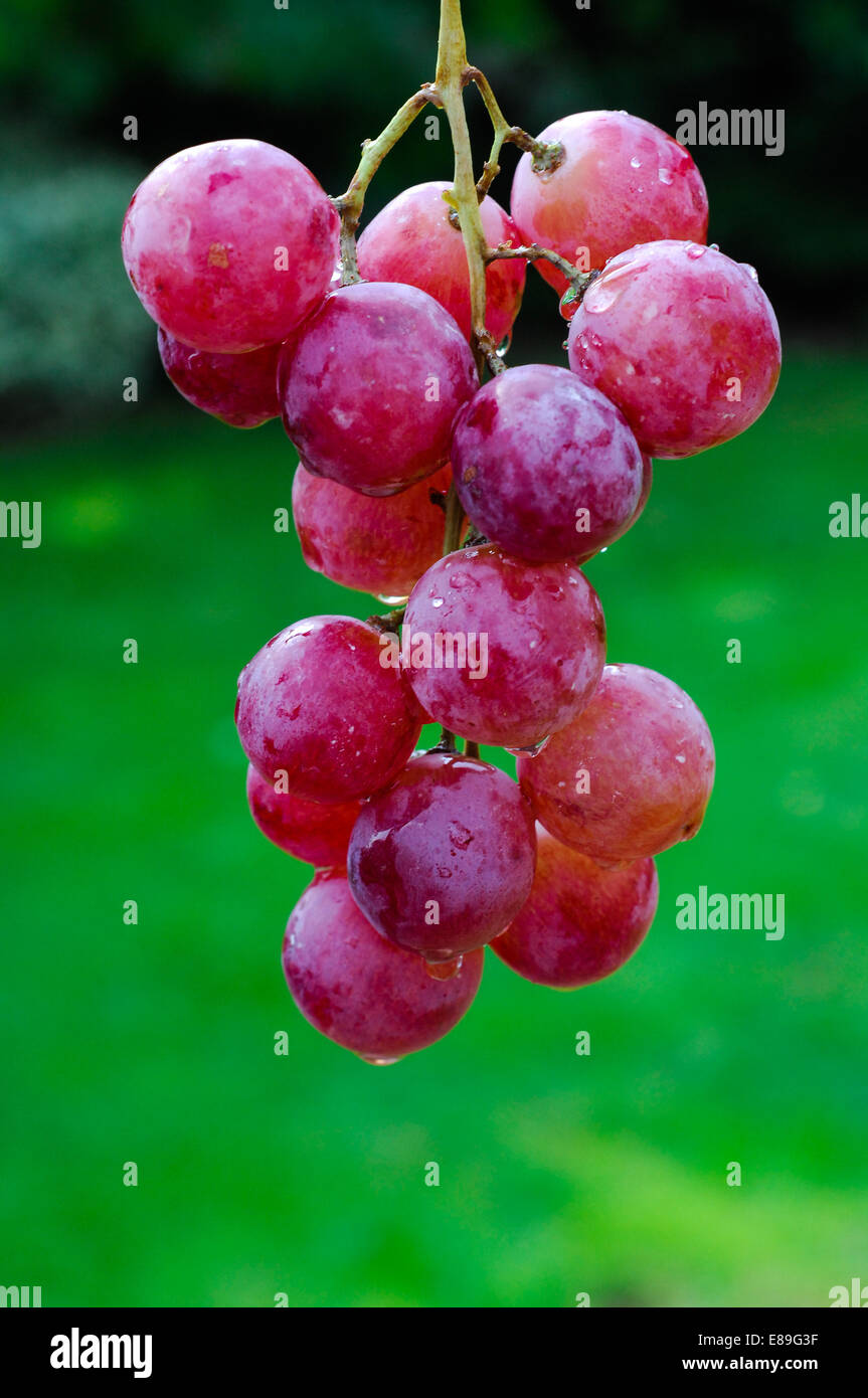 Red_grapes-E89G3F.jpg