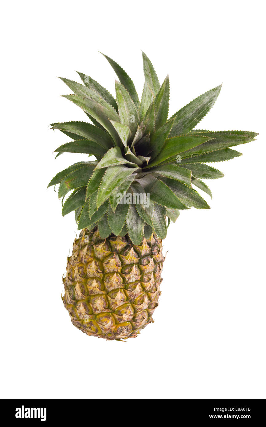 Single Pineapple On Isolate White Background Stock Photo Alamy