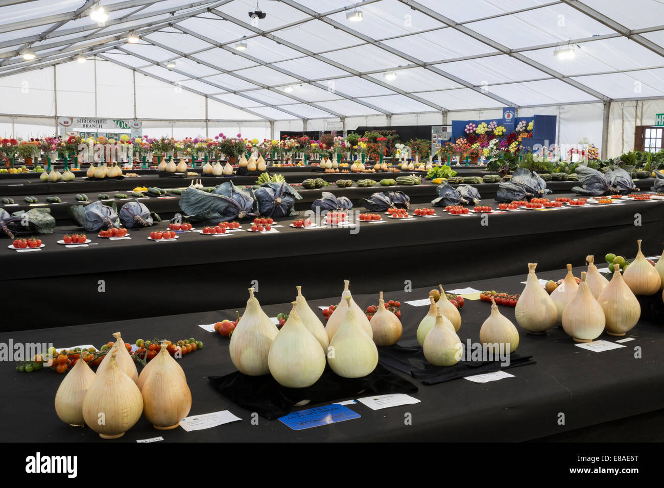 Malvern Autumn RHS show 2014 display of prize winning vegetables Stock