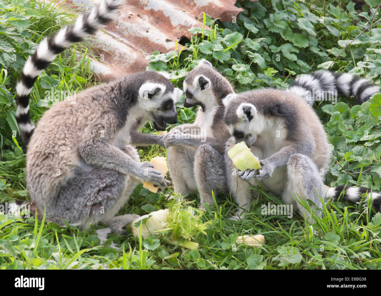 Download Animal Project Editor Zoomer Download Animal Project Editor Zoomer