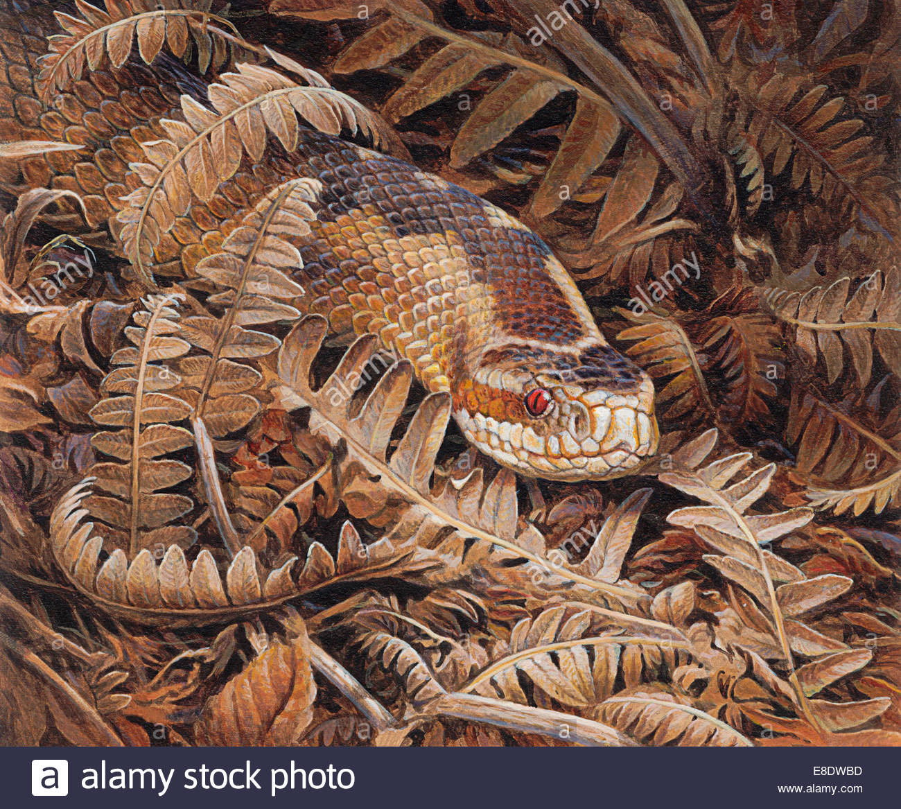Adder (Vipera berus) snake camouflaged in dry ferns Stock Photo