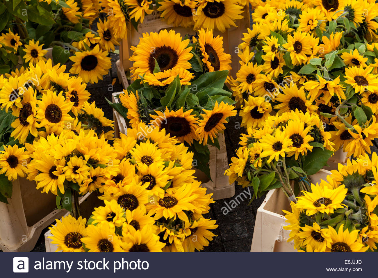 Ornamental sunflowers on sale at market Stock Photo, Royalty Free Image 74168485 Alamy