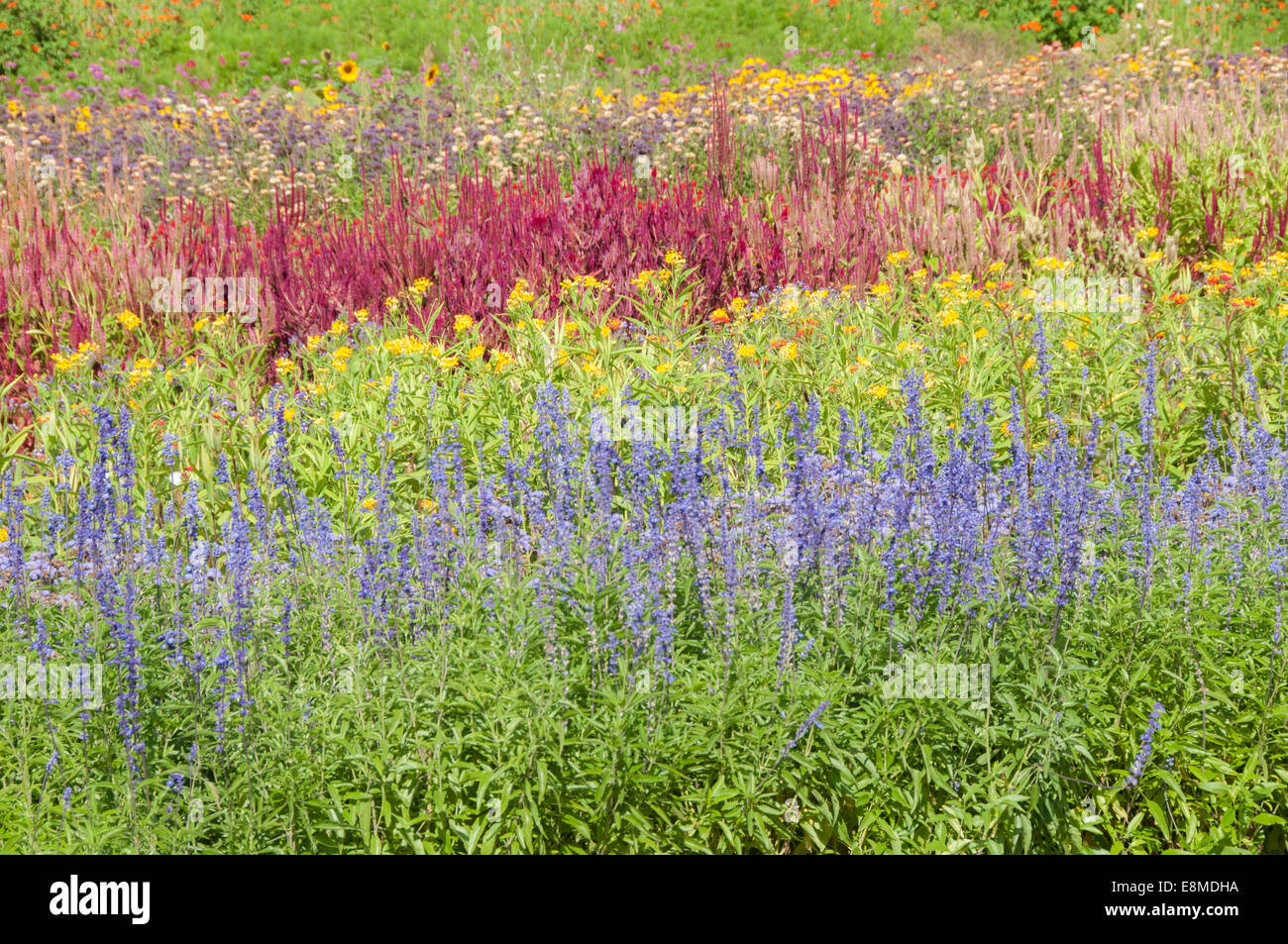 colorful fields of flowers yellow purple red on a new england farm isolated to show field of colorflowers - Fields Of Color colorful fields of flowers yellow purple red on a new england farm isolated to show field of colorflowers - Fields Of Color