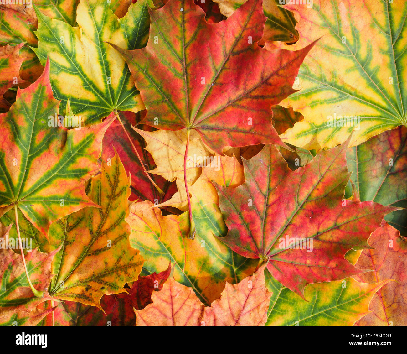 Fall Leaf Background Hi Res Stock Photography And Images Alamy