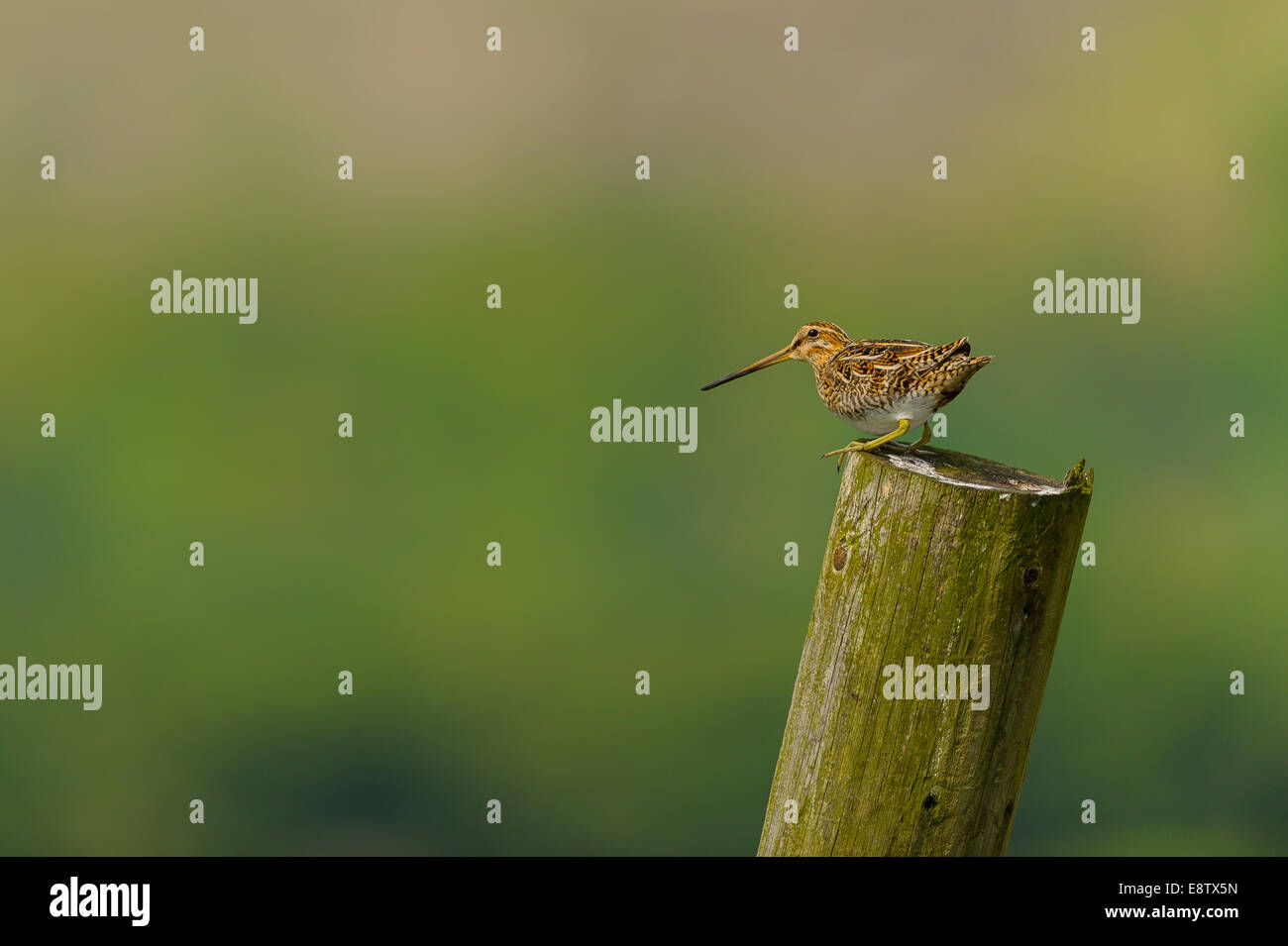 A_single_Snipe_on_a_wooden_post_on_the_N