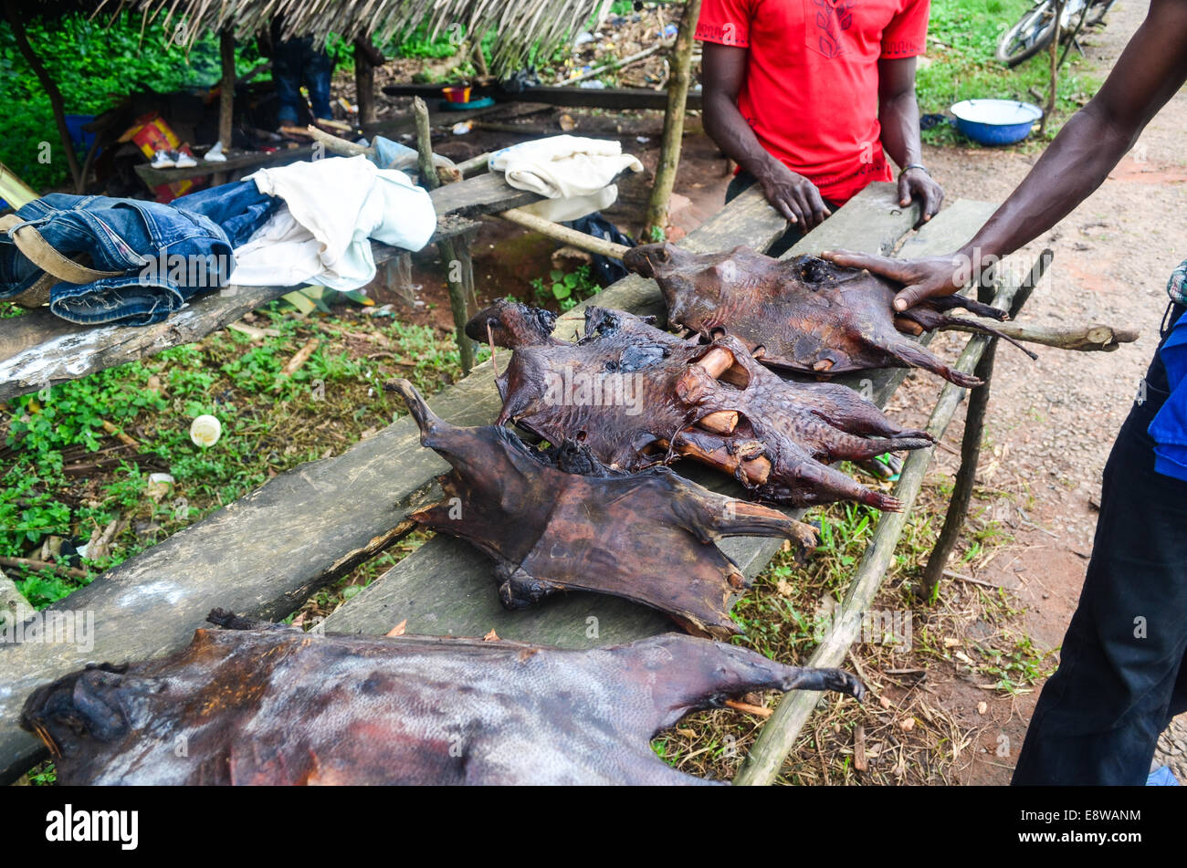 nigerian-men-selling-bush-meat-mostly-porcupine-on-the-road-side-in-E8WANM.jpg