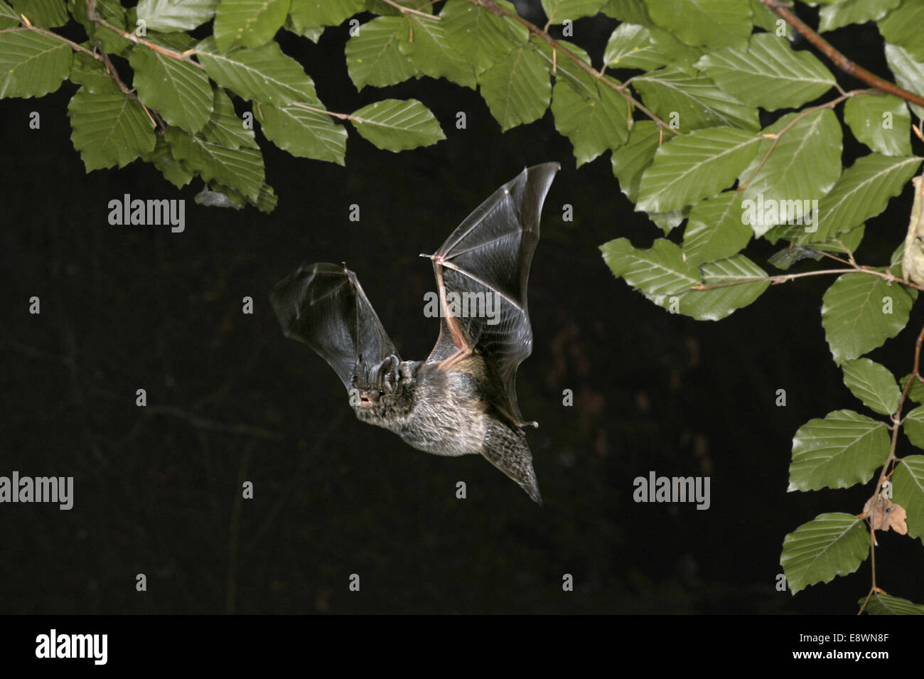 Barbastelle Bat Barbastella barbastellus Stock Photo, Royalty Free