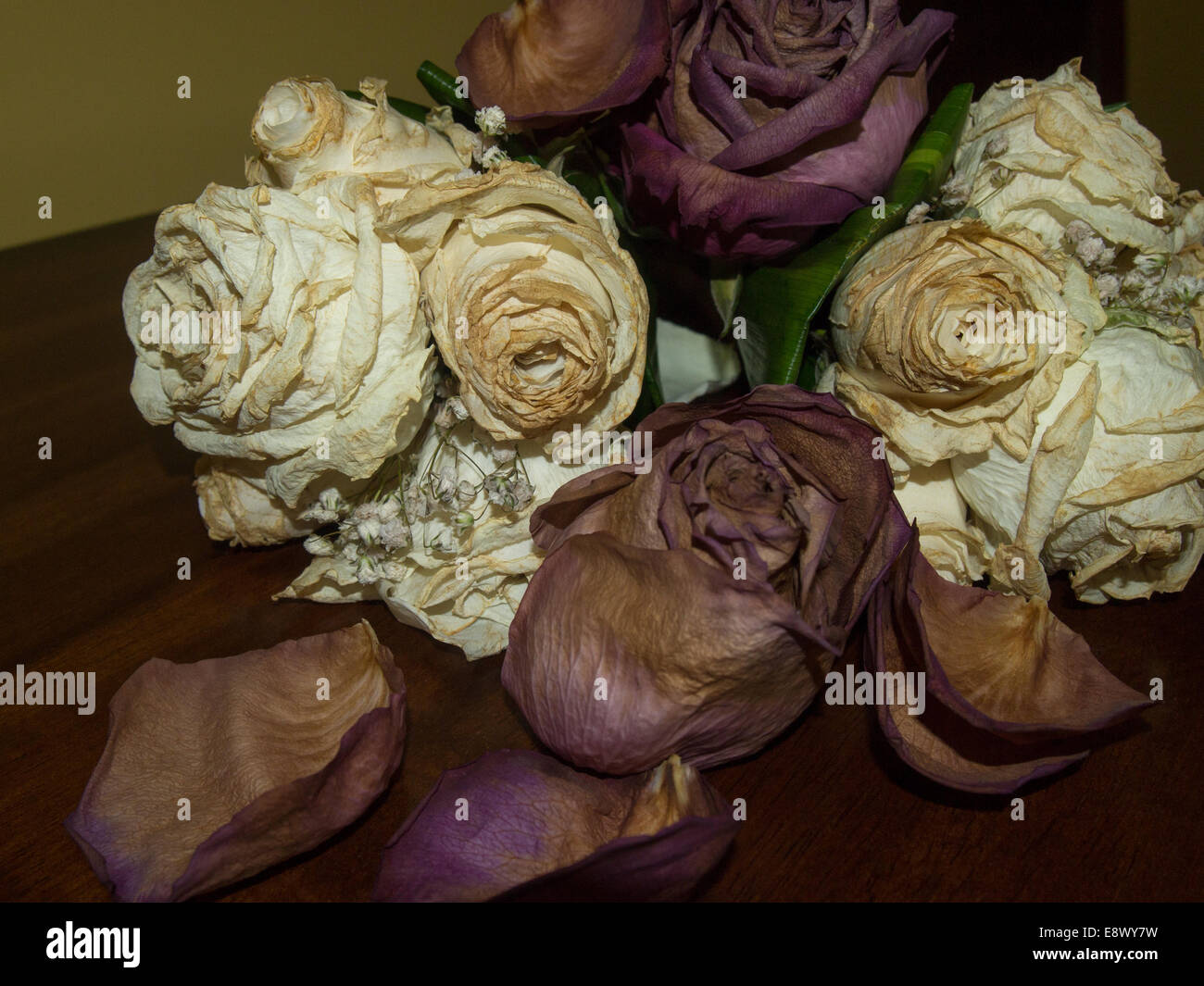 dried roses dying flowers dead petals Stock Photo, Royalty Free Image