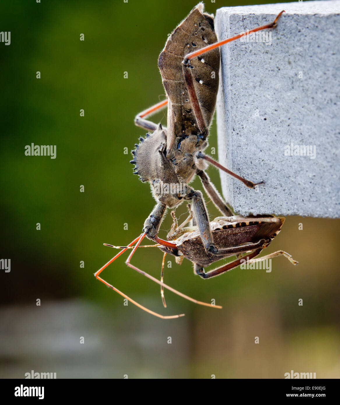Assassin bug kills Shield bug Stock Photo, Royalty Free Image 74384872
