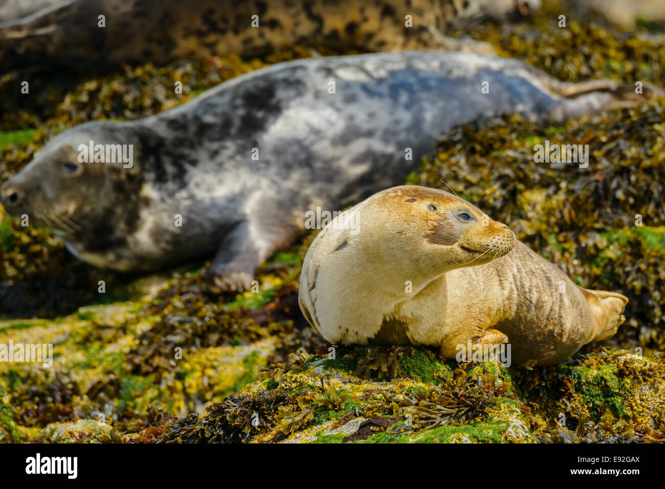 Young_Horsehead_Seal_pup_with_adult_in_i