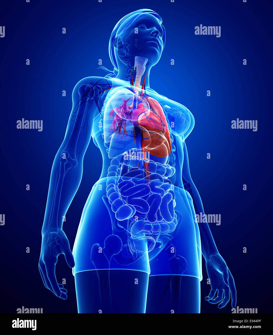 Illustration Of Male Lungs Anatomy Stock Photo Alamy