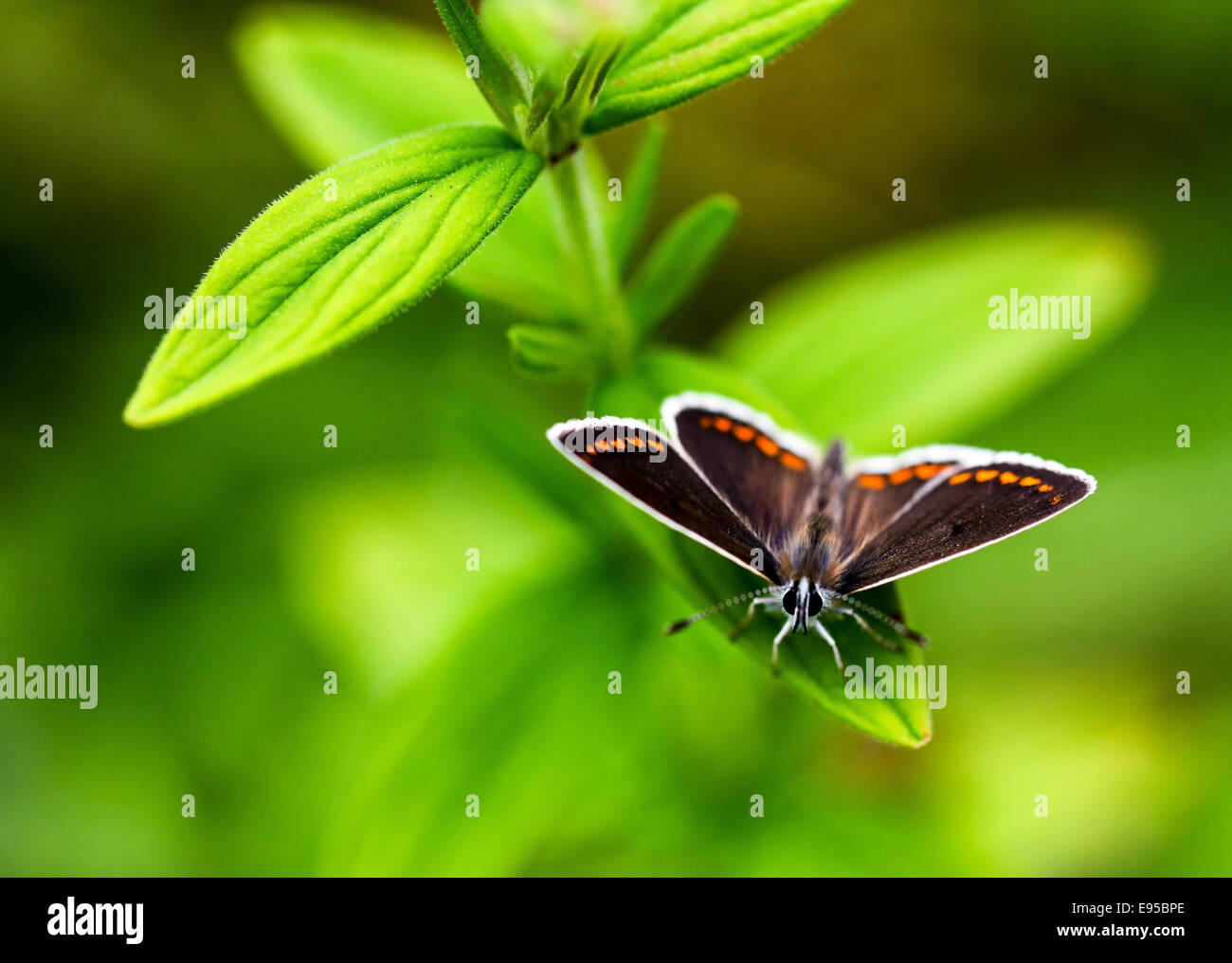 A_Brown_Argus_Aricia_agestis_Butterfly_r