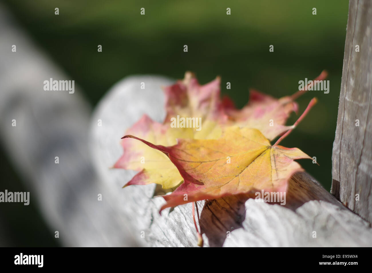 Autumn-maple-leaves-on-the-fence-E95WX4.