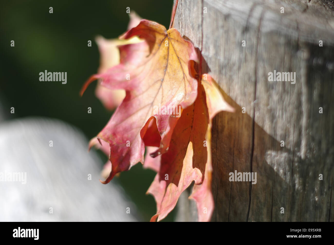 Autumn-maple-leaves-on-the-fence-E95XRB.