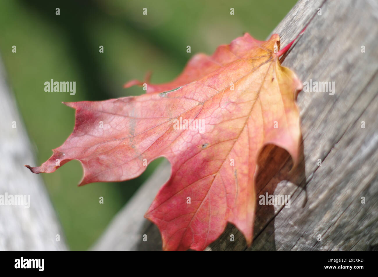 Autumn-maple-leaves-on-the-fence-E95XRD.