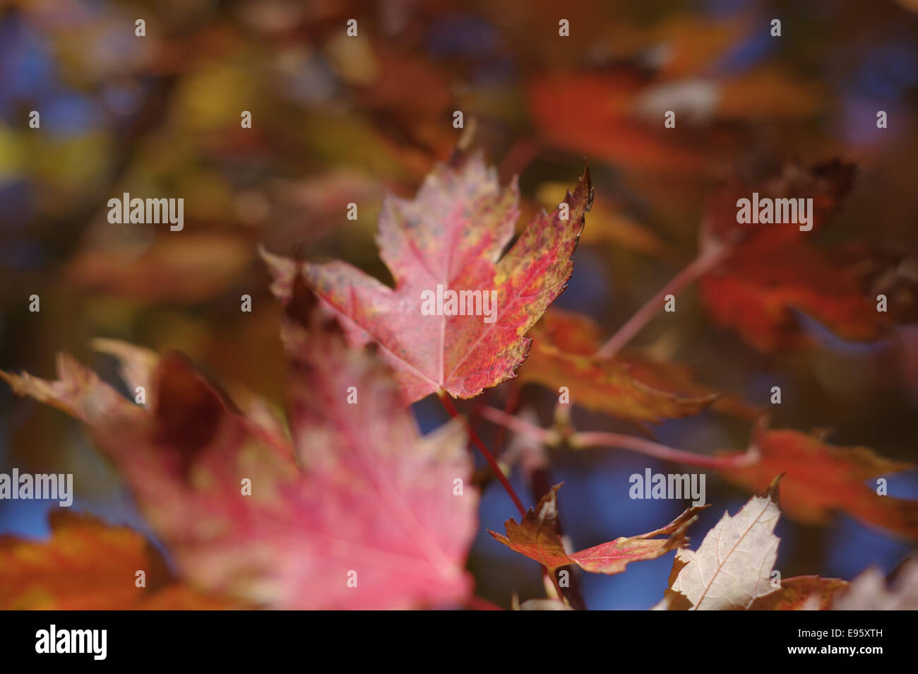Autumn-leaves--maple-E95XTH.jpg