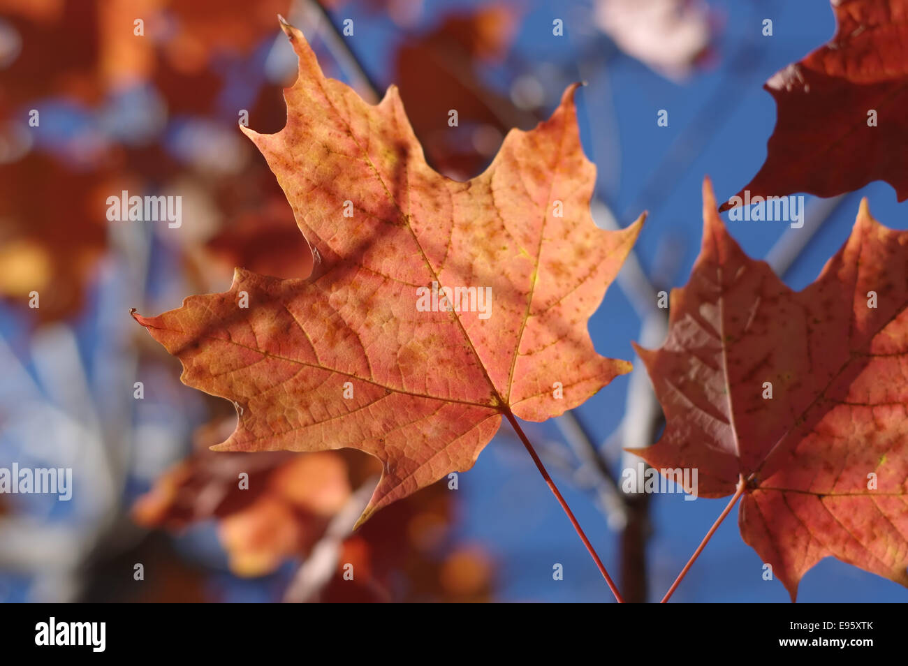 Autumn-leaves--maple-E95XTK.jpg