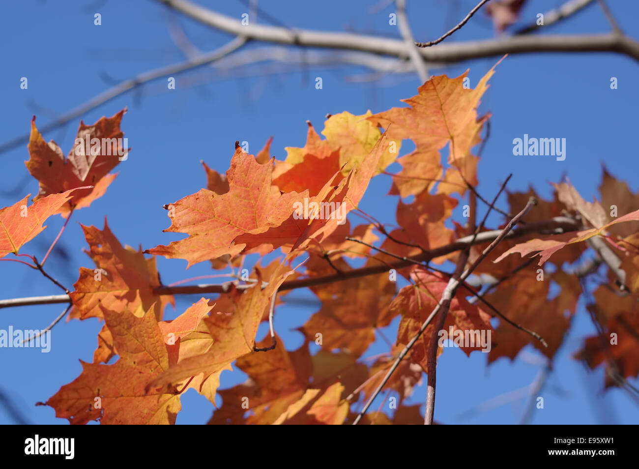 Autumn-leaves--maple-E95XW1.jpg