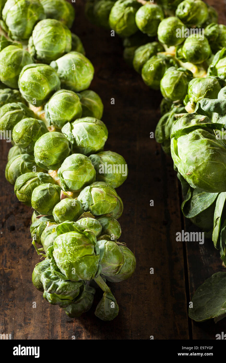 Raw Green Organic Brussel Sprouts on the Stalk Stock Photo, Royalty Free Image 74548671 Alamy