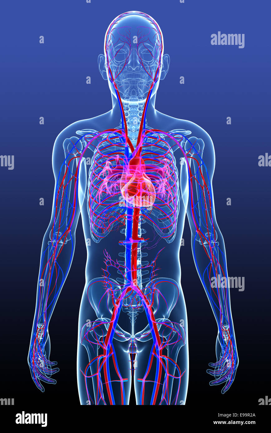 Male Circulatory System Hi Res Stock Photography And Images Alamy