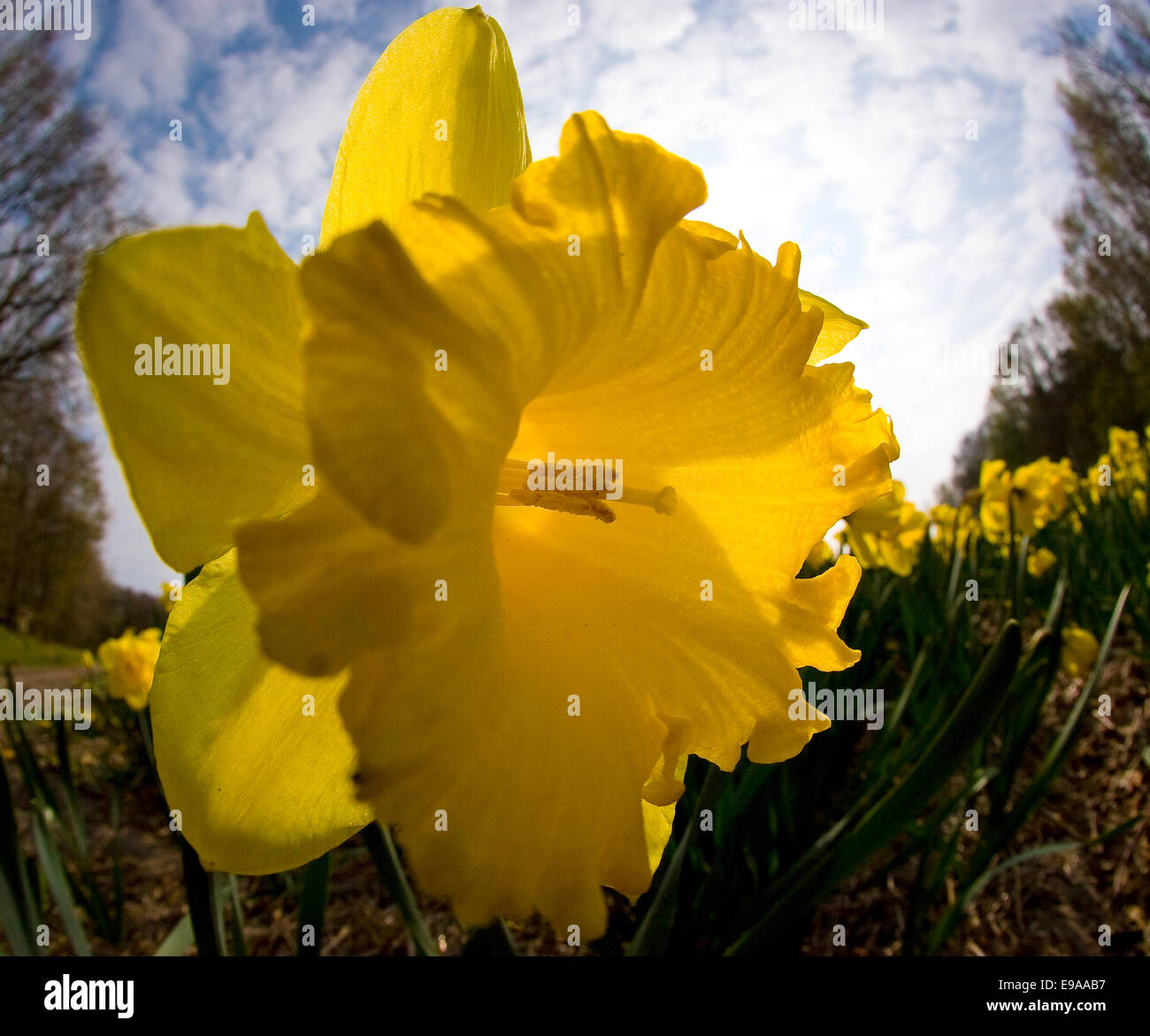 Close up of a Daffodil in bloom near the famous tourist attraction